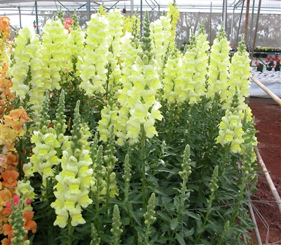 Antirrhinum Costa II Yellow