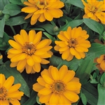 Zinnia Profusion Double Gold