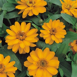 Zinnia Profusion Double Gold