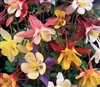 Aquilegia Mc Kanas Giants Mix