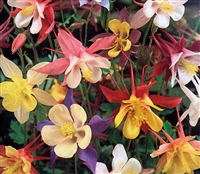 Aquilegia Mc Kanas Giants Mix