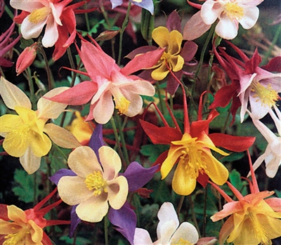 Aquilegia Mc Kanas Giants Mix