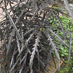 Aralia Elegantissima
