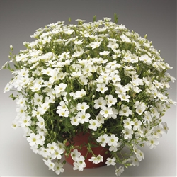 Arenaria Blizzard