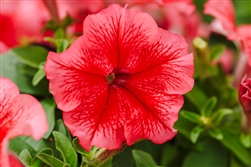 Petunia Limbo Red Vein GP Pell