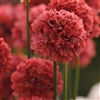 Armeria Ballerina Red