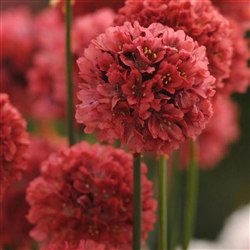 Armeria Ballerina Red