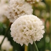 Armeria Ballerina White