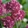 Armeria Morning Star Rose