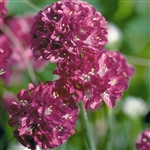 Armeria Morning Star Rose