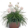 Armeria Morning Star White