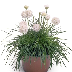 Armeria Morning Star White