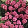 Armeria Splendens Sea Pink