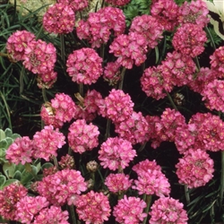 Armeria Splendens Sea Pink