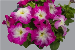 Petunia Limbo Rose Morn GP Pel