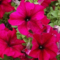 Petunia Tango Burgundy Pellets