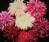 Aster Giants Of Calif (Crego)