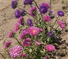 Aster King Branching Mix