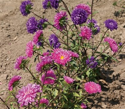 Aster King Branching Mix