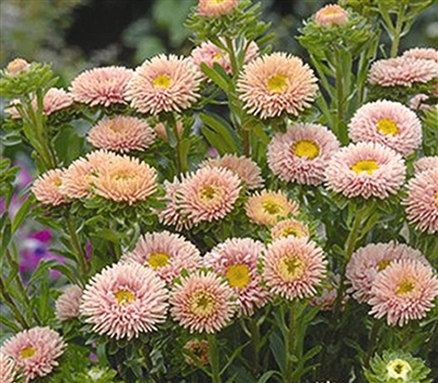 Aster Matsumoto Apricot