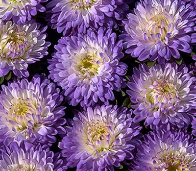 Aster Matsumoto Blue Tip