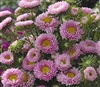 Aster Matsumoto Pink