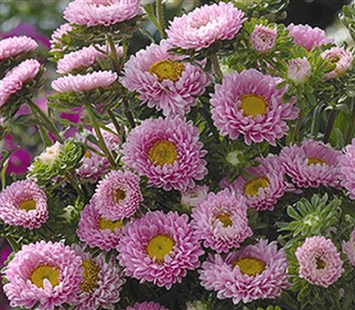 Aster Matsumoto Pink