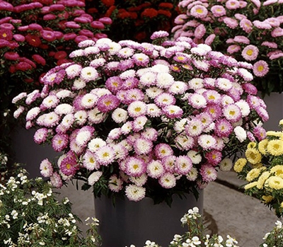 Aster Matsumoto Pink Tip