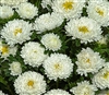 Aster Matsumoto White