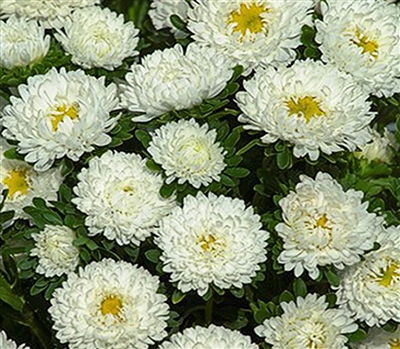 Aster Matsumoto White