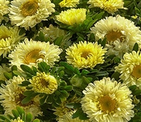 Aster Matsumoto Yellow