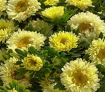 Aster Matsumoto Yellow