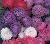 Aster Milady Mix