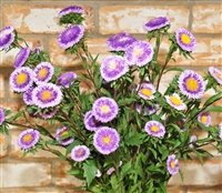 Aster Chapeau Lavender