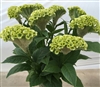 Celosia Act Green