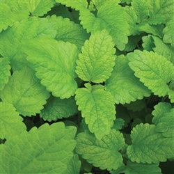 Balm Lemon Balm