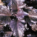 Basil Purple Ruffles