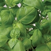 Basil Sweet Green