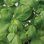 Basil Sweet Green