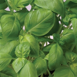 Basil Sweet Green