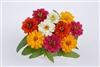 Zinnia Profusion Dble Mix