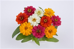 Zinnia Profusion Dble Mix