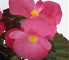 Begonia Big Rose Bronze Leaf Pellet