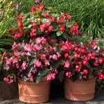 Begonia Big Mix Pellets