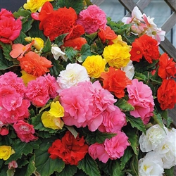 Begonia Tub Non Stop Mix Pellets