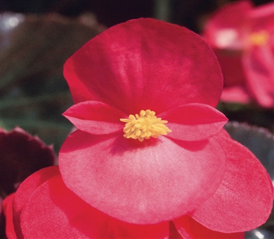 Begonia Big Red Bronze Leaf Pellets