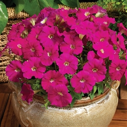 Petunia Picobello Carmine Pell