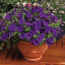 Petunia Picobello Blue Pellets