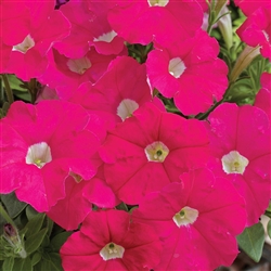 Petunia Picobello Rose Pellets