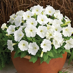 Petunia Picobello White Pellet